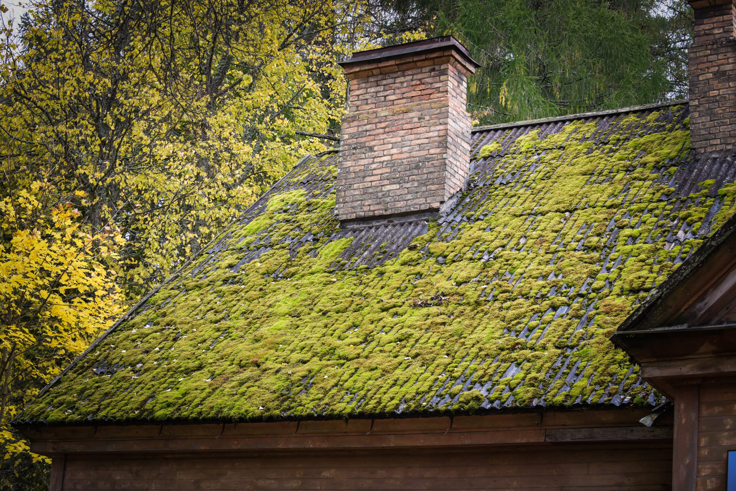 How To Get Rid Of Roof Moss 